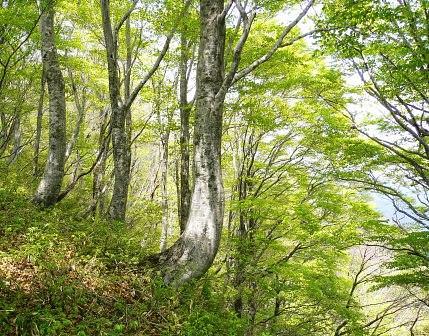 滋賀の印象深いブナ林