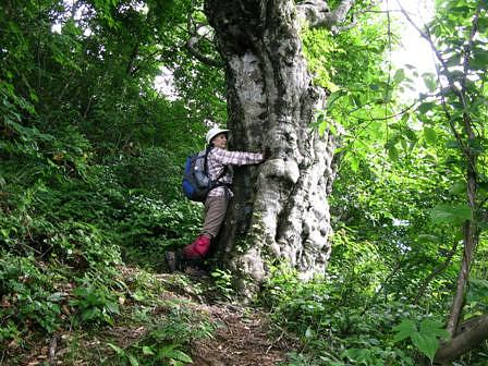 椿坂峠のブナ巨樹の語らい