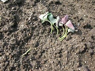 入梅時安納芋の植え付け