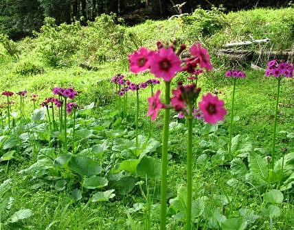 初めての芦生の森