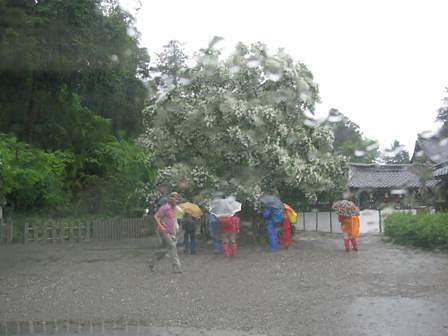 なんじゃもんじゃ沙沙貴神社
