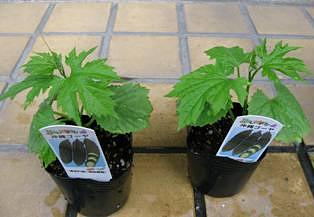 ゴーヤで節電暑さしのぎ