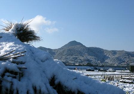 早春を知らせるふきのとう