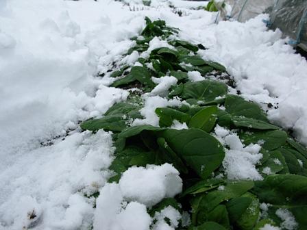 ちぢみほうれん草の家庭菜園