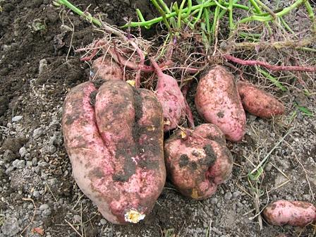安納芋の栽培・焼き芋