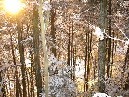 森林帯の夜明け