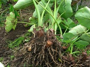 サトイモ皮むき水車