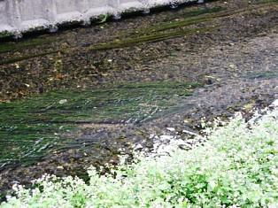 水争いの祇王井川