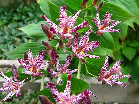 庭に咲いたホトトギス