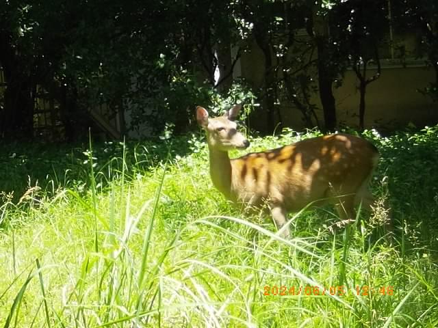 疎水に野生鹿