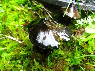 希望が丘キノコ狩り