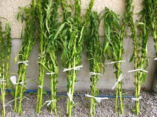 ゴマ一升、医者要らず