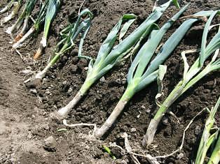 猛暑日が続く異常気象