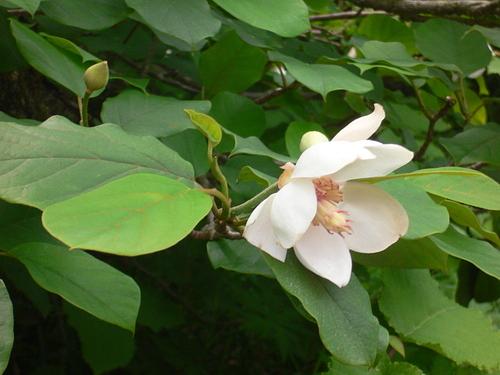 オオヤマレンゲを求め大峰山