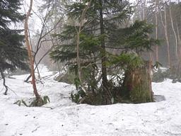 水バショウを求めて尾瀬
