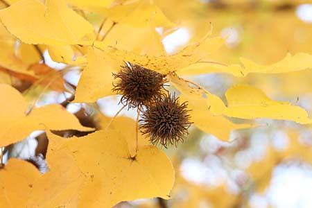 フウの紅葉と黄葉