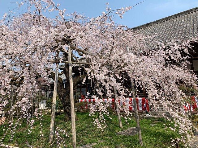 毘沙門堂 桜祭り