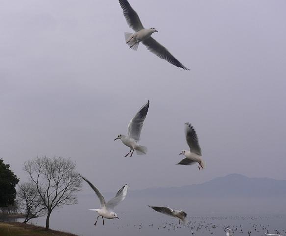 ユリカモメの乱舞