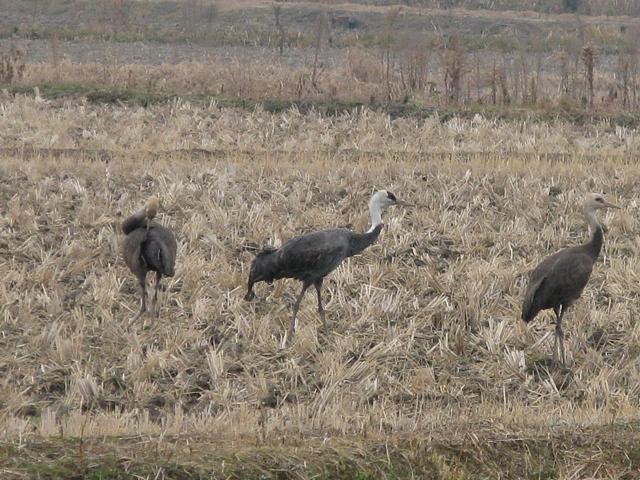 滋賀県に鶴飛来