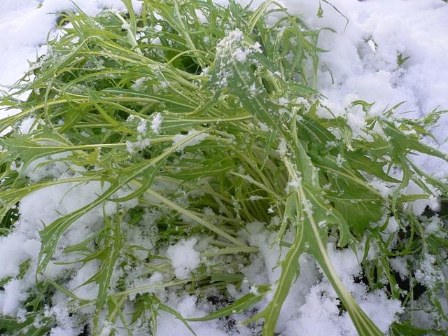 寒じめミズナ栽培