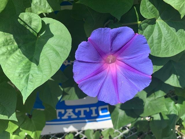 まだまだ咲く朝顔