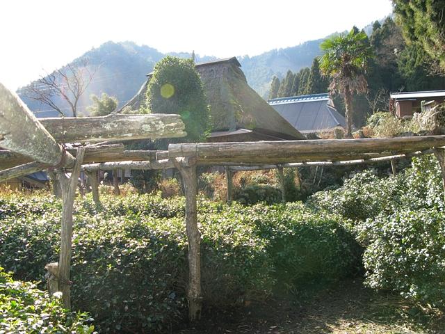 宇治は茶所、茶は政所