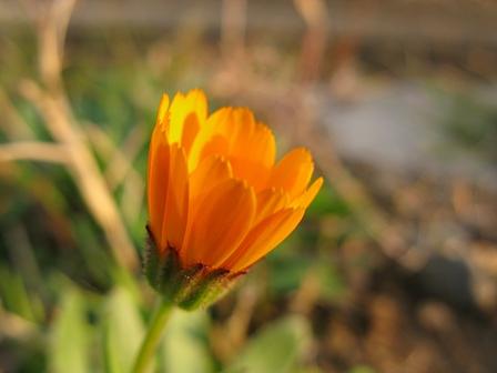 名無き路傍の花