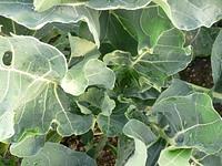 ブロッコリーの”しゅん”