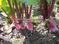 日野菜・小かぶの漬物