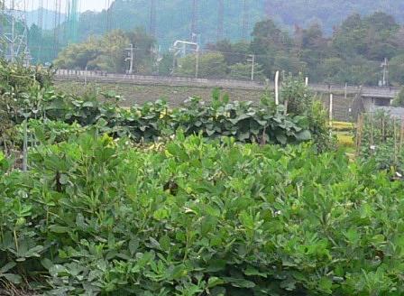 落花生の栽培と料理
