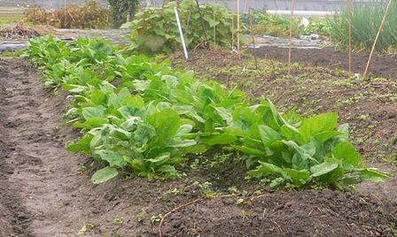 家庭菜園２ほうれん草
