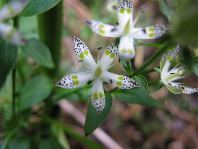 2008.11.11紅葉 031