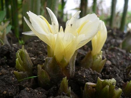 みょうが・むかごの季節