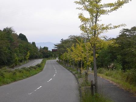 イチョウの独り言