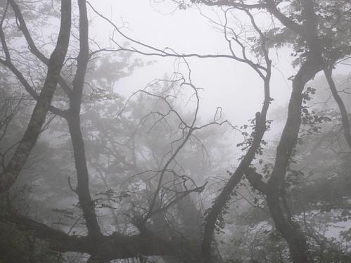 青葉山の幻想的なぶな林