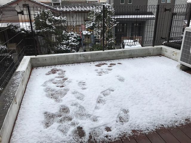 やっぱり、薄っすら雪化粧