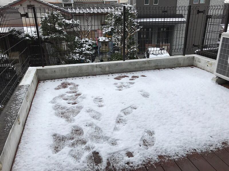 やっぱり、薄っすら雪化粧