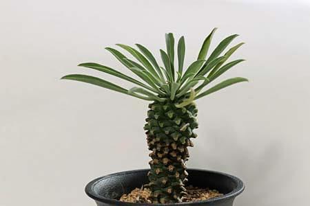 怪魔玉（かいまぎょく）とハナキリンが同じ科、属とは？