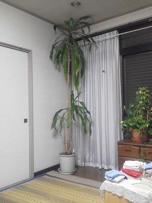 幸福の“長い”木