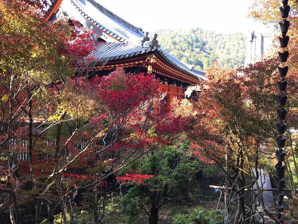 毘沙門堂紅葉まだまだ