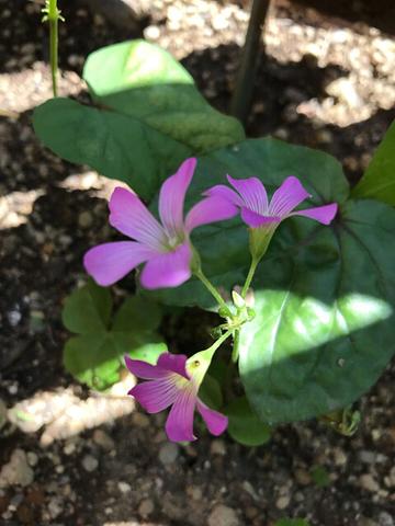 名前知らないが…