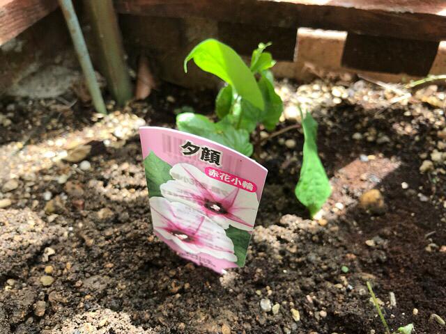 ナメクジには、コーヒーのカスが対策になる。