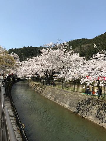 山科疏水桜