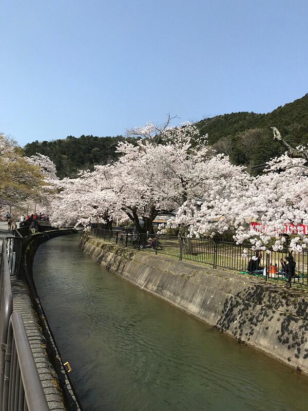 山科疏水桜