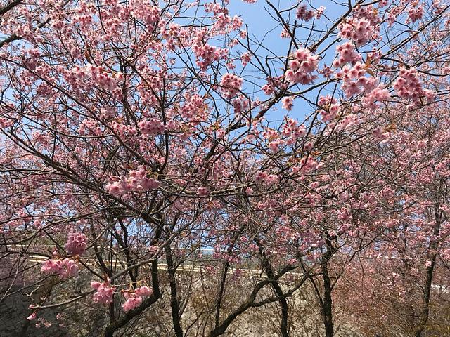 皇子山公園の桜満開です