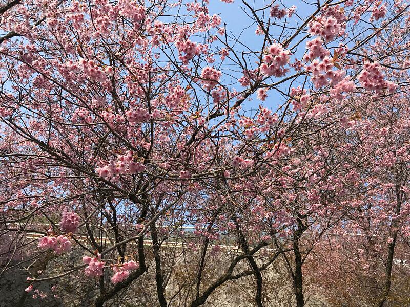 皇子山公園の桜満開です