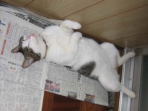 猫もひっくり返るこの夏の暑さ