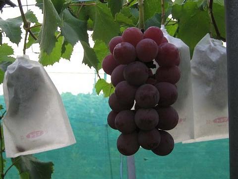 スタッフのコラム開始です