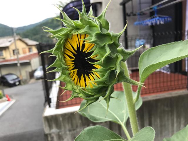 ようやく開花かなぁ