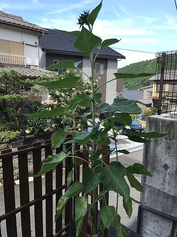 向日葵大きくなったが…